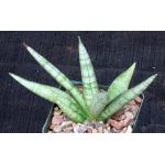 Sansevieria cv Boncel 4-inch pots