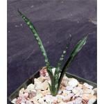 Sansevieria cv ‘Fernwood‘ 4-inch pots
