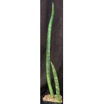 Sansevieria cv Leopard Bat one-gallon pots