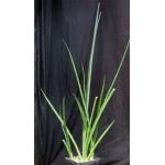 Sansevieria cv ‘Midnight Star‘ one-gallon pots