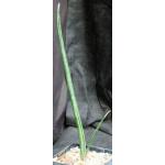Sansevieria cv Midnight Star 5-inch pots
