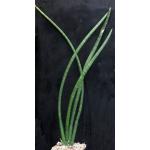 Sansevieria cylindrica var. patula one-gallon pots