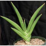 Sansevieria disticha (Lav 23154) 12-inch pots