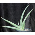 Sansevieria dhofarica 2-gallon pots