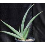 Sansevieria dhofarica 2-gallon pots