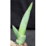 Sansevieria dhofarica 5-inch pots