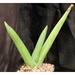 Sansevieria dhofarica one-gallon pots