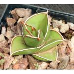 Sansevieria disticha (Lav 23154) 4-inch pots