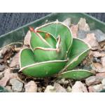 Sansevieria disticha (Lav 23154) 4-inch pots