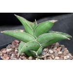 Sansevieria disticha (Lav 23154) one-gallon pots