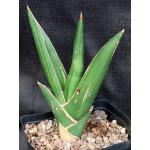 Sansevieria disticha (Lav 23154) one-gallon pots