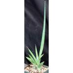 Sansevieria downsii (Downs 1775) 5-inch pots