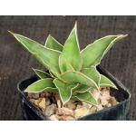 Sansevieria dumetescens (WY 1157) 2-inch pots
