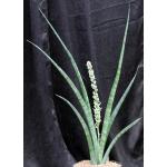 Sansevieria ebracteata 2-gallon pots