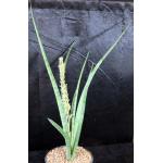 Sansevieria ebracteata 2-gallon pots