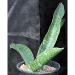 Sansevieria elliptica (Horwood 424) 2-gallon pots
