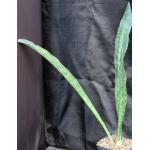 Sansevieria elliptica one-gallon pots