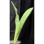 Sansevieria elliptica (Kilaguni Lodge, Kenya) 2-gallon pots