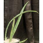 Sansevieria enchiridiofolia (WY 1056) 7-gallon pots