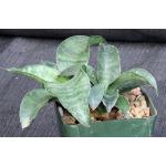 Sansevieria fasciata 4-inch pots