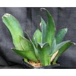 Sansevieria fasciata 5-inch pots
