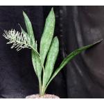 Sansevieria fasciata (patterned leaves) 8-inch pots