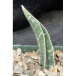 Sansevieria fischeri 4-inch pots