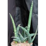 Sansevieria fischeri 8-inch pots