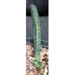 Sansevieria fischeri (yellow variegate) one-gallon pots