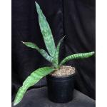Sansevieria forestii (WY 1235) 3-gallon pots