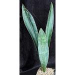 Sansevieria forskaliana (Yemen) one-gallon pots