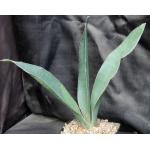 Sansevieria forskaliana (Yemen) one-gallon pots