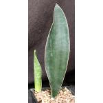 Sansevieria forskaliana (Yemen) one-gallon pots