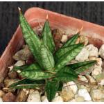 Sansevieria francisii (FKH 432) 3-inch pots
