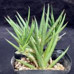 Sansevieria francisii (FKH 432) one-gallon pots
