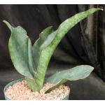 Sansevieria frequens (WY 1146) 8-inch pots