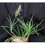 Sansevieria gracilis 8-inch pots