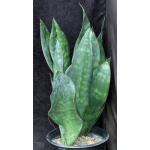 Sansevieria grandis (Mason 119) 5-gallon pots