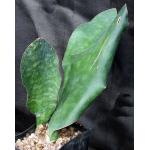 Sansevieria grandis (Mason 119) one-gallon pots