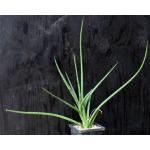 Sansevieria gracilis 5-inch pots