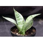 Sansevieria trifasciata var. hahnii cv Silver Star 4-inch pots