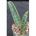Sansevieria hallii 5-inch pots