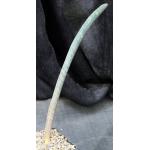 Sansevieria hallii cv Pink Bat 5-inch pots