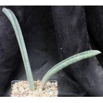 Sansevieria hallii cv Pink Bat one-gallon pots