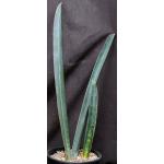 Sansevieria hallii (Richards 995) 2-gallon pots