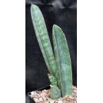 Sansevieria hallii one-gallon pots