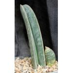 Sansevieria hallii (large form) one-gallon pots