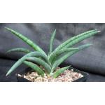 Sansevieria hargeisana (Lav 7382) one-gallon pots