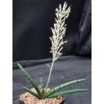 Sansevieria hargeisana (Lav 7382) one-gallon pots