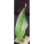 Sansevieria hyacinthoides (EVJ 35) 5-inch pots